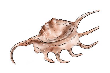 Güzel bir deniz kabuğunun suluboya çizimi