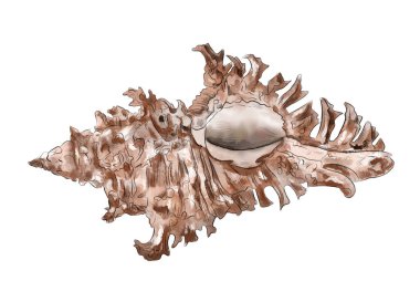 Güzel bir deniz kabuğunun 3 boyutlu görüntüsü