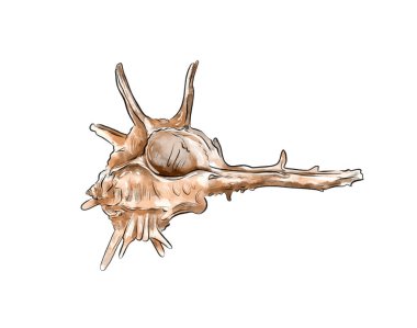Arka planda izole edilmiş beyaz ve siyah bir kafatasının 3D görüntüsü