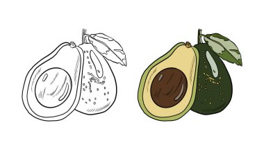 El çizimi meyvelerin vektör illüstrasyonu