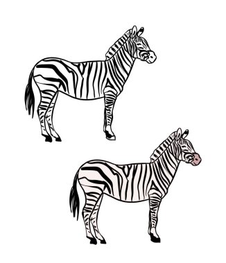 zebra silueti beyaz arkaplanda izole edildi