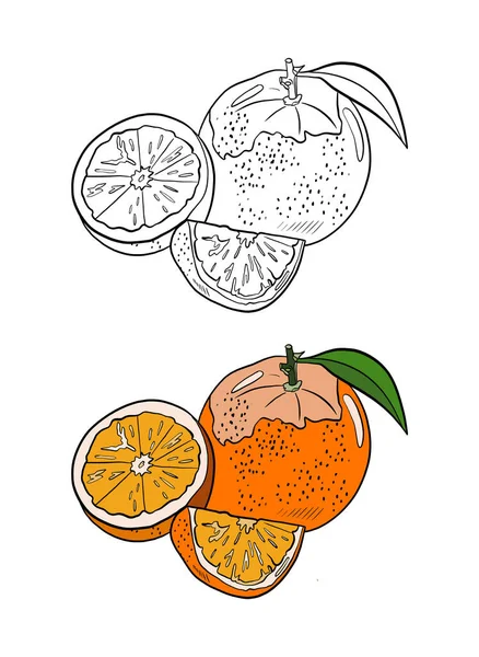 Vectorillustratie Van Handgetekende Schets Van Citrusvruchten — Stockfoto