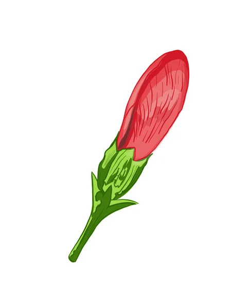 Tulipe Rouge Isolée Sur Fond Blanc — Photo