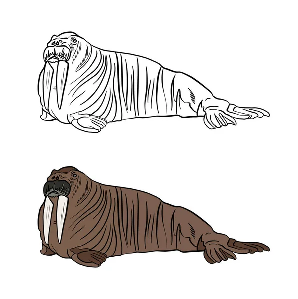 Vektor Illustration Von Tiger Und Löwe — Stockfoto