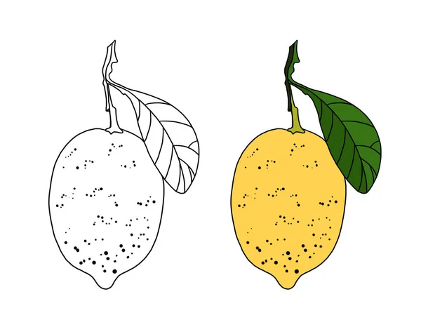 Fruits Dessinés Main Illustration Vectorielle — Photo