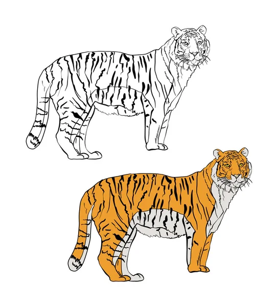 Ilustración Vectorial Del Tigre Los Animales Salvajes —  Fotos de Stock