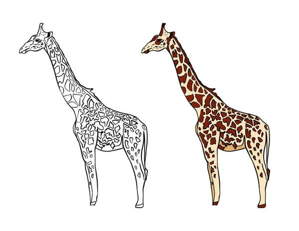 Giraff Med Leopard Vektor Illustration — Stockfoto