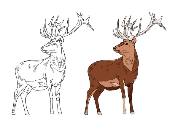 vector illustration of deer and forest logo. collection of wild and cute and natural icon for web.