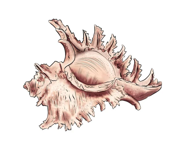 Акварельная Иллюстрация Морской Раковины — стоковое фото