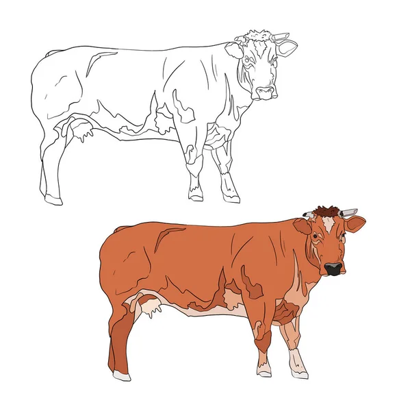 Vaca Con Boceto Ilustración Vectorial — Foto de Stock