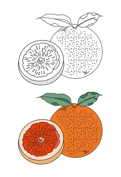 Illustration Vectorielle Fruits Dessinés Main — Photo