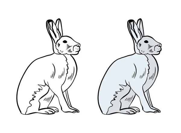 Векторная Иллюстрация Милого Кролика — стоковое фото