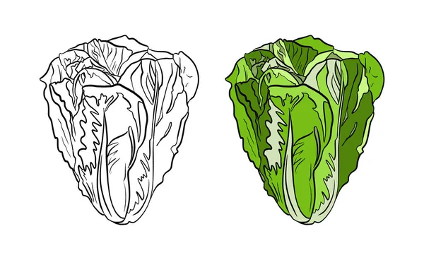 ภาพวาดกะหล าปล ภาพเวกเตอร — ภาพถ่ายสต็อก