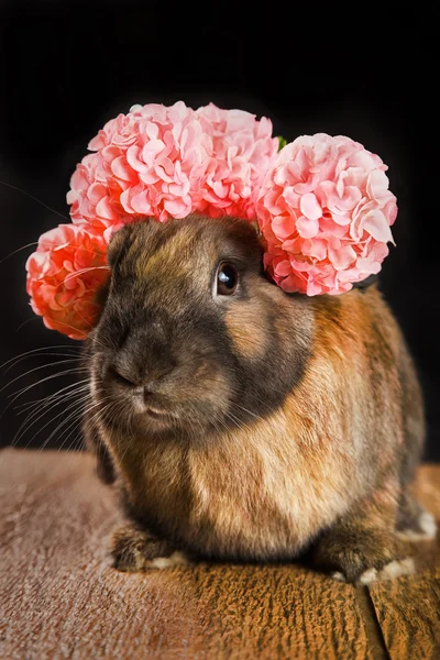 Rabbit red brown color with flowers on his head, sitting on a textured brown wooden floor with a black background