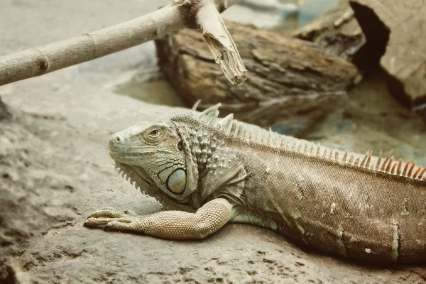 kertenkele - Hayvanat Bahçesi sürüngen lagarto