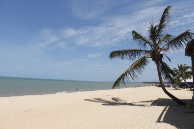 Kuzeydoğu Nordeste Bahia sahil Brezilya boş hurma saçaklı tropik sahilde