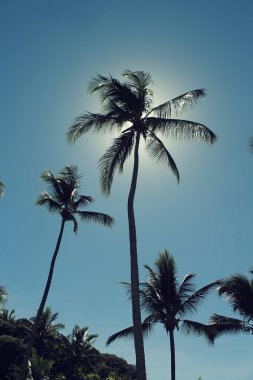Palmiye ağaçları ve güzel bir mavi gökyüzü. Bahia, Brezilya, Güney Amerika.
