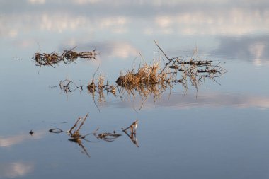 Kuru çimenler suya yansıyor. Bulutlar ve bitkiler suya yansıyor