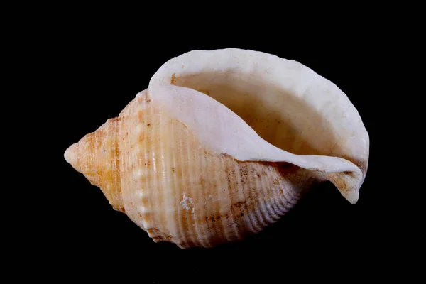 Conch Com Fundo Preto — Fotografia de Stock