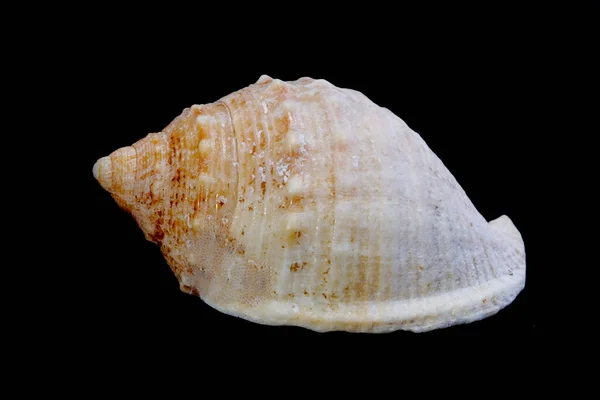 Conch Black Background — Stock Photo, Image