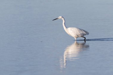Küçük Akbalıkçıl (Egretta Garzetta) Ebro deltasında suda avlanıyor