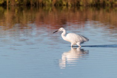 Küçük Akbalıkçıl (Egretta Garzetta) Ebro deltasında suda avlanıyor