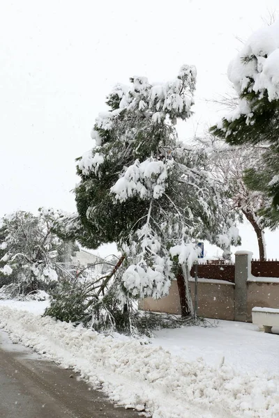 Trees and branches fall to the ground from the weight of snow. The storm Filomena leaves half a meter of snow in Madrid