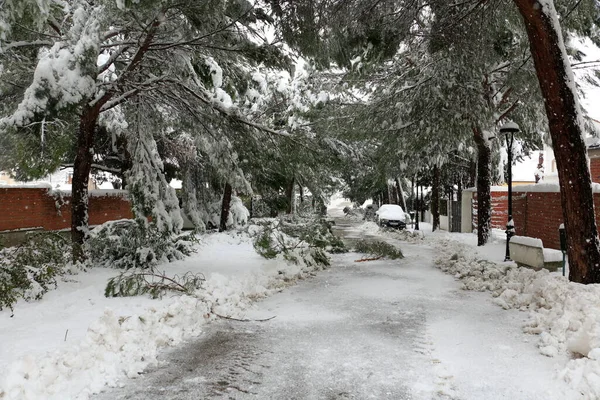 Trees and branches fall to the ground from the weight of snow. The storm Filomena leaves half a meter of snow in Madrid