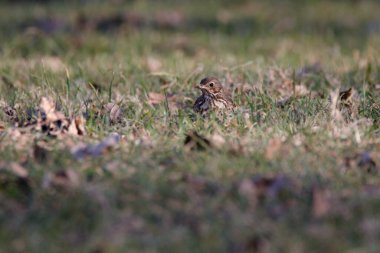 Ardıç kuşu (Turdus philomelos) yiyecek arıyor