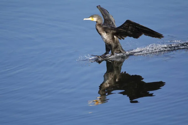 Gran Cormorán Phalacrocorax Carbo Volando Sobre Agua Aterrizaje Cormoranes Agua — Foto de Stock