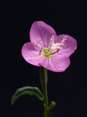 Siyah arkaplanı olan pembe çiçek