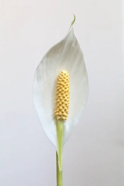 white flower with white background