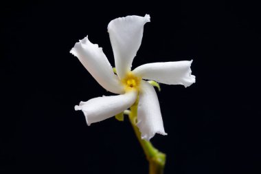 Yasemin beyaz çiçek ve siyah arka plan. Spiral çiçek