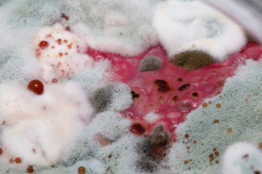 Küflü bozuk pancar. Küflü oldukları için sağlıksız yiyecekler..