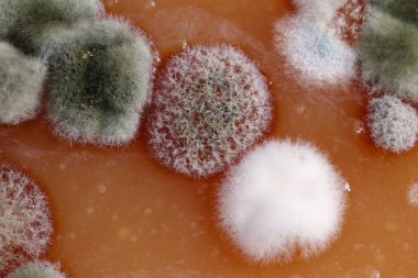 Ev yapımı ayva ezmesi küfle bozulmuş. Sağlıksız yiyecekler, çünkü küflenmiş..