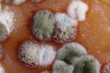 Ev yapımı ayva ezmesi küfle bozulmuş. Sağlıksız yiyecekler, çünkü küflenmiş..