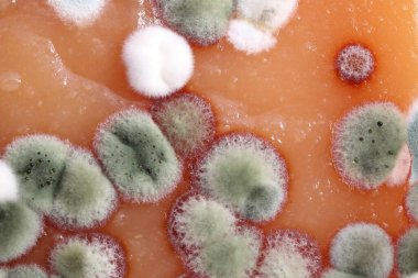 Ev yapımı ayva ezmesi küfle bozulmuş. Sağlıksız yiyecekler, çünkü küflenmiş..