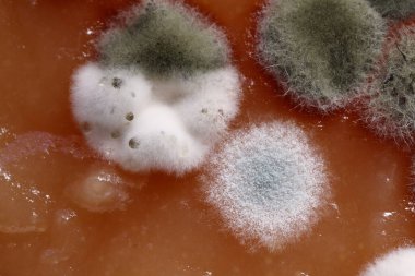 Ev yapımı ayva ezmesi küfle bozulmuş. Sağlıksız yiyecekler, çünkü küflenmiş..