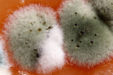 Ev yapımı ayva ezmesi küfle bozulmuş. Sağlıksız yiyecekler, çünkü küflenmiş..