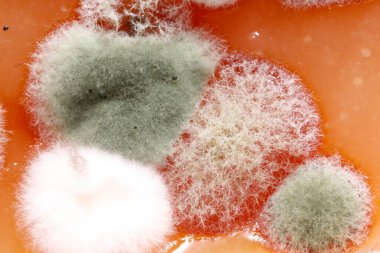 Ev yapımı ayva ezmesi küfle bozulmuş. Sağlıksız yiyecekler, çünkü küflenmiş..