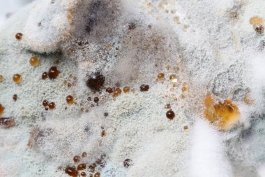 Küflü bozuk pancar. Küflü oldukları için sağlıksız yiyecekler..