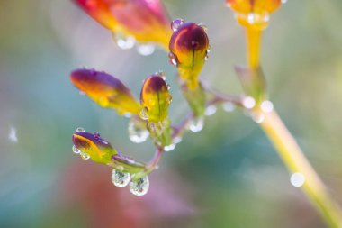 Bahar geldi. Çiçek tomurcuğundaki damlaların ayrıntıları