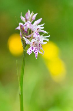Bahar geldi. Arka planda sarı çiçekli mor orkide.