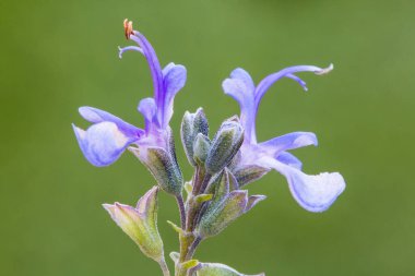 Bahar geldi. Mor biberiye çiçeği ve yeşil odaklanmamış arka plan