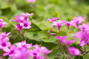 Bahar geldi. Pembe yonca çiçeklerinin ayrıntıları