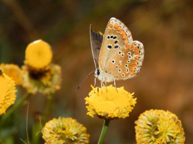 bir çiçeğin üzerindeki turuncu ve mavi kelebek