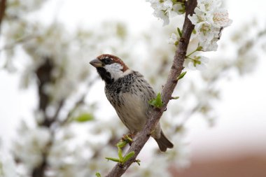 Çiçekli İspanyol serçesi. İlkbaharda erik ağacında serçe