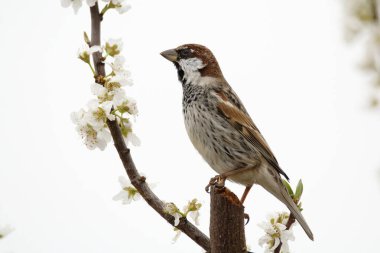 Çiçekli İspanyol serçesi. İlkbaharda erik ağacında serçe