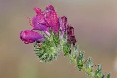 Bahar geldi. mor sarmal çiçek