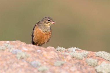 Ortolan kiraz kuşu (Emberiza hortulana) odaklanmış olmayan bir taşın üzerinde bulunur. Pembe gagalı turuncu kuş ve açık sarı zeminde koyu yanal boğaz çizgisi.